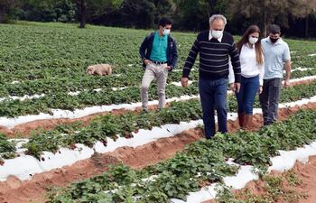 Mark Miller (último) de Sabores de Areguá, y representantes de Bioinsumos del Paraguay, recorren los cultivos de frutilla.
