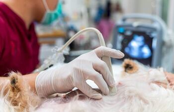 La ecografía veterinaria es una prueba de diagnóstico por imagen que sirve para estudiar y obtener información del interior de un animal.