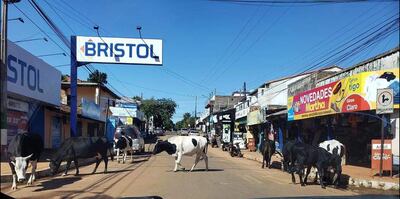 Los animales se pasean tranquilamente por el centro de la ciudad.