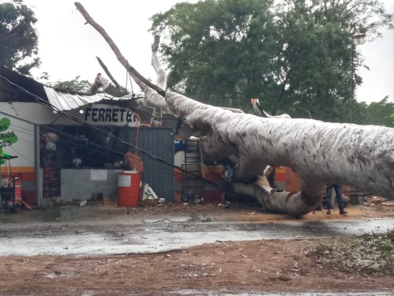 La caída de este eucalipto sobre un local comercial generó cuantiosos daños.