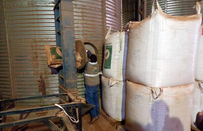 Un técnico del Senave verifica el tipo de semilla de soja encontrada durante un operativo.