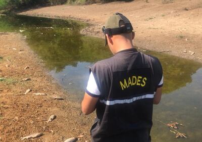 Mades constató nuevamente mortandad de peces en el Caañabé.