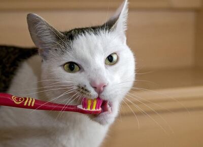 Los gatos no suelen dejar que les limpien los dientes sin oponer resistencia.