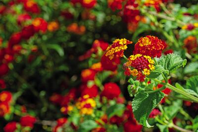 Alegres lantanas