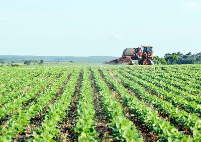 La aplicación preventiva al cultivo de soja es la recomendación de los técnicos para controlar las enfermedades.