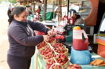 Sigue la Expo Frutilla, un atractivo ideal para visitar este fin de semana en la ciudad de Areguá.