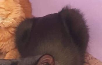 Tichi, mascota perdida