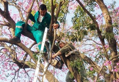 Funcionario procede a cortar parte del lapacho que estaba repleto de flores rosas. Vecinos criticaron el hecho.