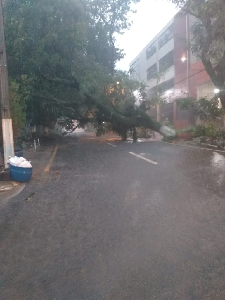 Varios árboles cayeron debido a la tormenta en Caacupé.