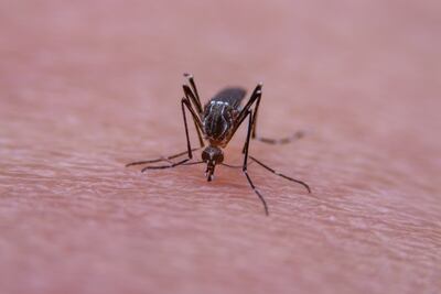 El doctor Fernando Galeano, presidente de la Sociedad Paraguaya de Infectología, nos cuenta todo lo que hasta ahora se conoce sobre el virus de chikunguña.