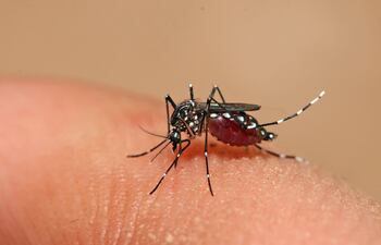 Hasta el momento, 18 son los casos confirmados de dengue este año en Paraguay.