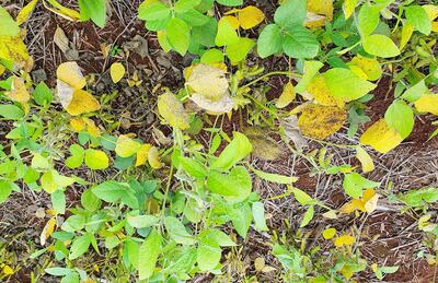 Las condiciones de lluvias excesivas promueven la aparición de enfermedades en la soja.