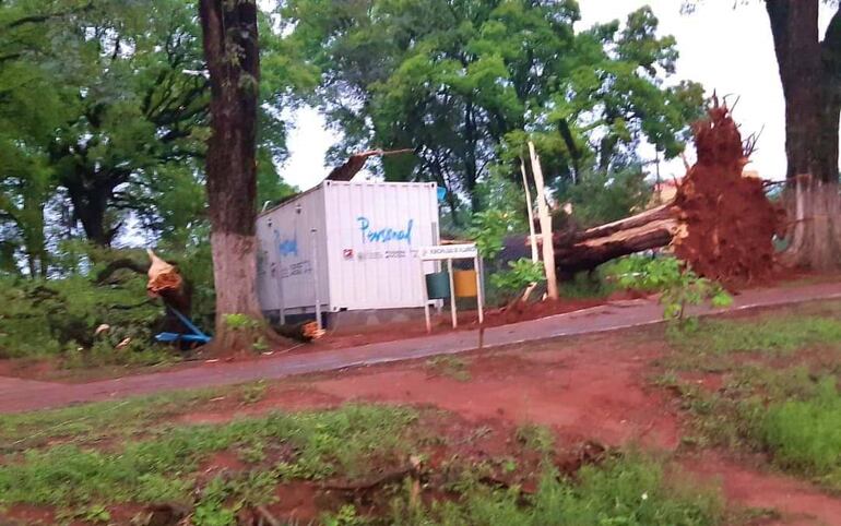 Un frondoso y añejo árbol cayó sobre el telecentro que funcionaba en la Plaza Silvio Pettirossi de Villarrica. Los equipos informáticos pudieron salvarse. 