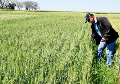 Imagen de archivo de un cultivo de trigo. Actualmente prosigue la siembra, que se extendería hasta mediados de junio, según se proyecta, dijeron productores.