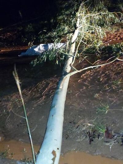 Marcos Amado González Delvalle (62) falleció al caérsele un árbol encima.