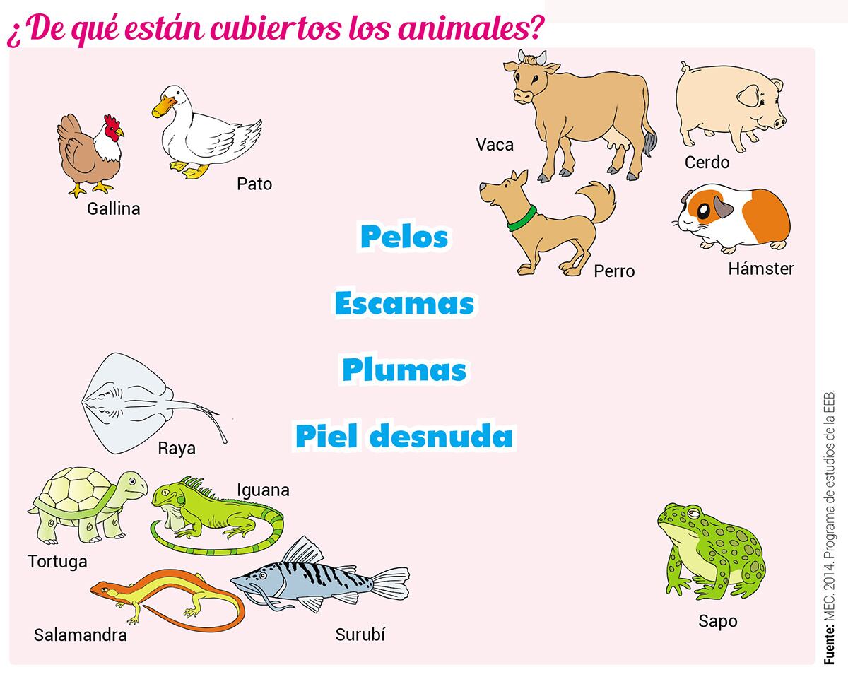tipos de anfibios para niños