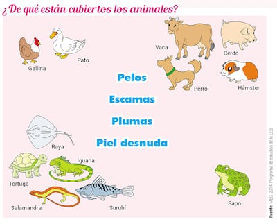 ¿De qué están cubiertos los animales?