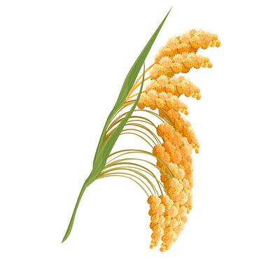 La Asamblea General de las Naciones Unidas proclamó el 2023 como Año Internacional del Mijo.