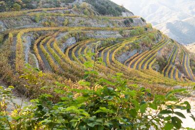 Buenas uvas para buenos vinos: los viñedos de la bodega Tsiakkas, en Chipre.