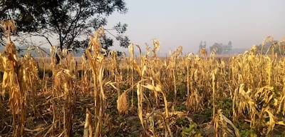 cultivos secos en Ñeembucú ahora también son afectados por los incendios forestales.