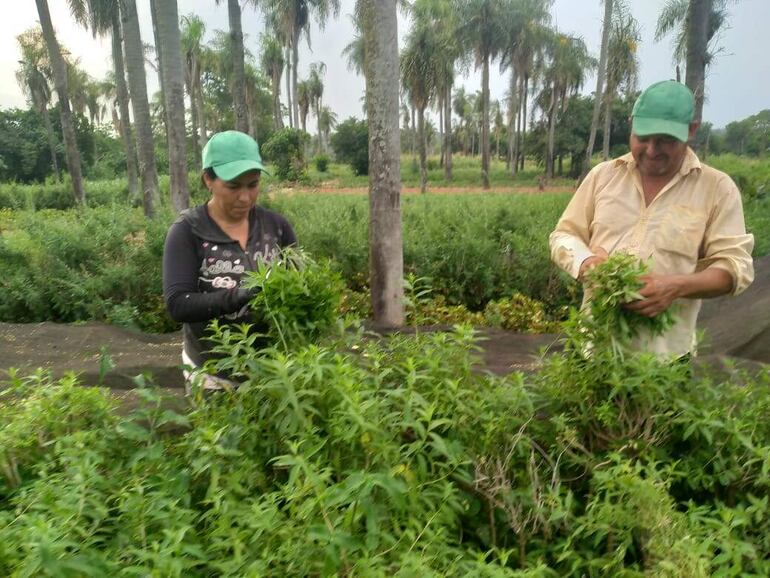 Antolín Villalba y su esposa Antonia trabajan denodadamente para sacar adelante la producción de plantas medicinales.