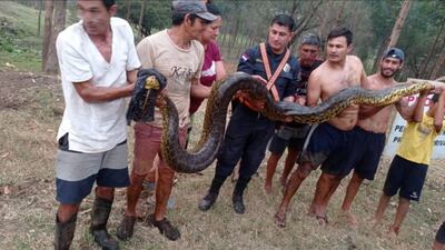 Varios vecinos trabajaron para sostener a la kurijú enorme rescatada ayer en Capiatá.