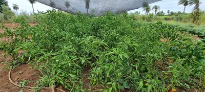 La producción de locotes de la señora Ramona Martínez, después de la lluvia registrada en estos últimos días.
