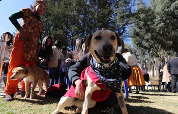 La genética también puede ayudar a explicar por qué algunos perros rinden más que otros en tareas sociales como seguir gestos de señalización.