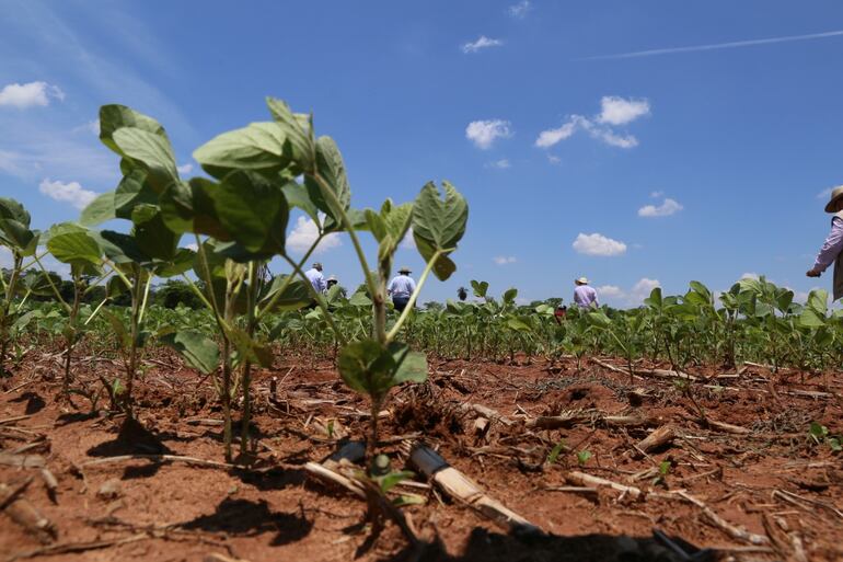 Disminución de pobreza en San Pedro coincide  con aumento de soja y maíz.