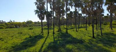 Las lluvias benefician a los campos ganaderos, principal actividad económica del Alto Paraguay.