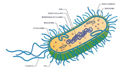 Células procariotas
