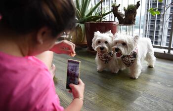 Carrie Er usa un teléfono móvil para filmar a sus mascotas, los terriers blancos Sasha y Piper en su casa en Singapur, que se encuentran entre un número creciente de personas influyentes de mascotas en las redes sociales.