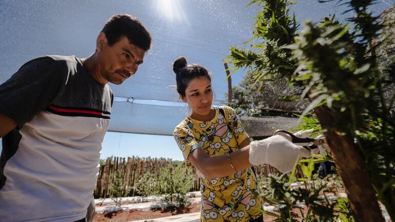 Fotos de las cosechas públicas de cannabis realizadas en Agüerito, San Pedro. Impulsores de actividades buscan fomentar encuentro entre productores y usuarios este domingo en la Plaza Italia de Asunción.