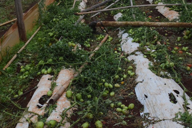 Cultivos de tomates en plena etapa de desarrollo terminaron destruidos por el temporal, y los viveros arrasados.