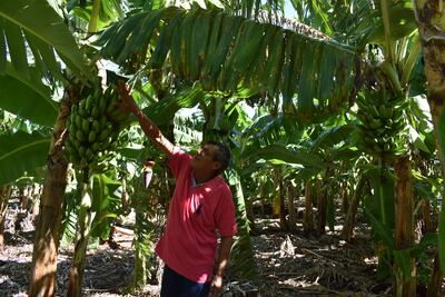 El distrito de Guayaybi es uno de los municipios con mayor cantidad de producción de la banana