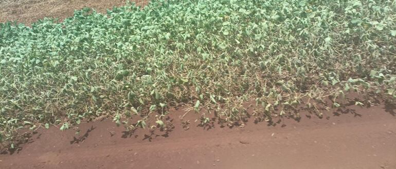 Soja de la campaña 2022/ 2023 que empieza a sentir el efecto de la falta de agua.