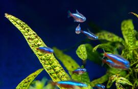 El agua limpia y clara favorece la visión del interior del acuario, pero ante todo contribuye a la salud de sus habitantes. Foto: Andrea Warnecke/dpa