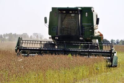 La chía se convirtió en una opción de renta, pues los productores la siembran luego de la soja.