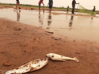 La bajante del Río Paraguay está causando la mortandad de peces. Hoy funcionarios del Mades y pescadores de San Antonio lograron rescatar varias especies y trasladados a sectores más hondos