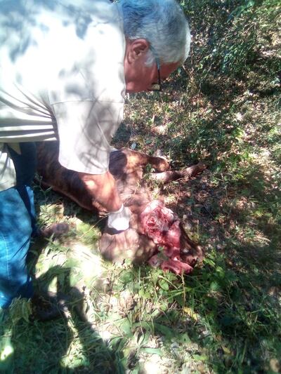 Técnicos de Senacsa extrajeron muestras de tejido cerebral de un torito muerto en Carmen del Paraná, para analizar las posibles causas. Se sospecha que se trata de rabia bovina.