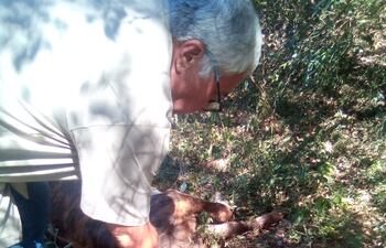 Técnicos de Senacsa extrajeron muestras de tejido cerebral de un torito muerto en Carmen del Paraná, para analizar las posibles causas. Se sospecha que se trata de rabia bovina.