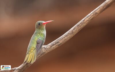Kuarahy áva (Hylocharis chrysura), fotografía gentileza de Oscar Rodríguez (Paraguay Birding & Nature), CON - Paraguay