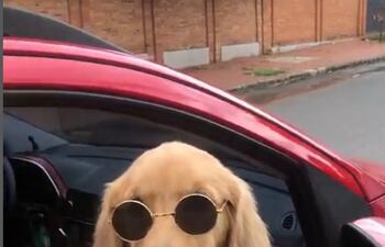 Mauli, la perrita que acompaña a su dueño, chofer de Uber.