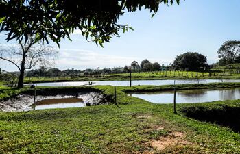 Federico Aquino Báez y Amalia Fariña, oriundos del distrito de General Morínigo, departamento de Caazapá, que hace poco más de tres años comenzaron con la cría de tilapias para cría y engorde en un estanque de su propiedad.