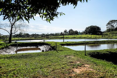 Federico Aquino Báez y Amalia Fariña, oriundos del distrito de General Morínigo, departamento de Caazapá, que hace poco más de tres años comenzaron con la cría de tilapias para cría y engorde en un estanque de su propiedad.