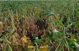 Parcela de soja durante el mes de diciembre 2021, con estrés hídrico, a causa de la falta de lluvia durante casi un mes.