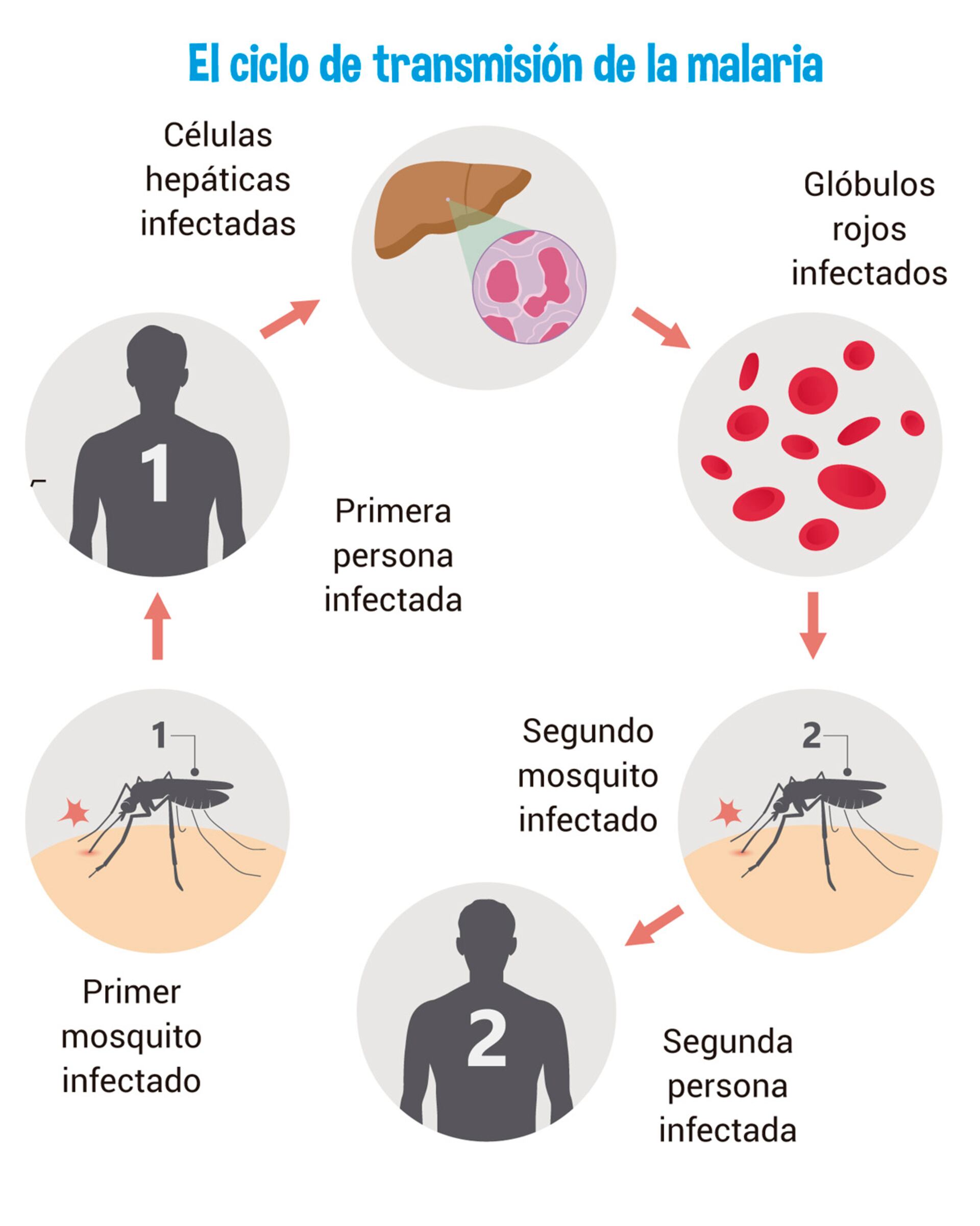 ciclo de vida del plasmodio