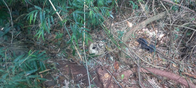 Cráneo con orificio encontrado en la zona boscosa de Kressburgo.