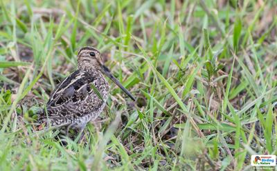 Jakavere (Gallinago paraguaiae), fotografía gentileza de Oscar Rodríguez (Paraguay Birding & Nature), CON - Paraguay