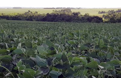 Soja, bosque y respeto al medio ambiente, todo esto el productor lo puede certificar y lograr beneficios a futuro, en la estancia Santa Librada, de la familia Lovera, lo están implementando.